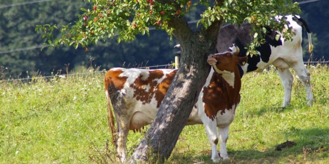 Kuh auf der Wiese